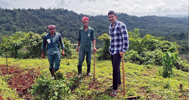 ആ​ദൂ​രി​ലെ കാ​ശു വാ​രു​ന്ന ക​ശു​മാ​വ് ഫാം