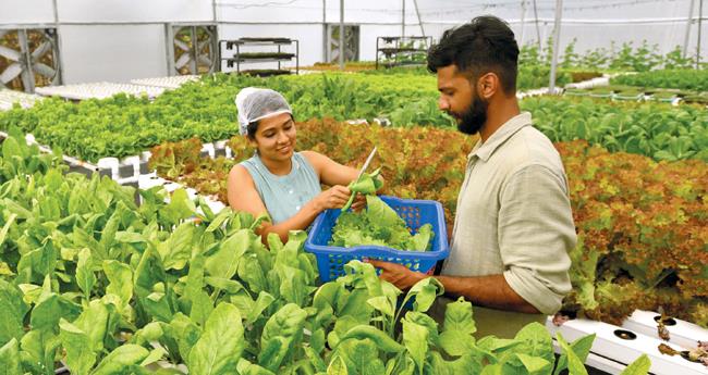 കെ​വി​നും ഗ്രേ​സി​നും ഹെെ​ഡ്രോ​പോ​ണി​ക്സി​ൽ അ​ധി​ക​വ​രു​മാ​നം