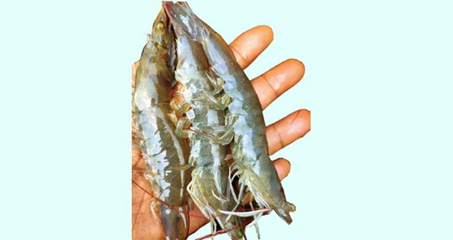 വ​നാ​മി അ​ഥ​വ വെ​ള്ള​ക്കാ​ല​ൻ കൊ​ഞ്ച്