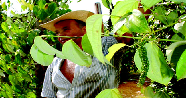 ബ്രസീലിലെ താരമായി നമ്മുടെ "കൊറ്റനാടൻ’