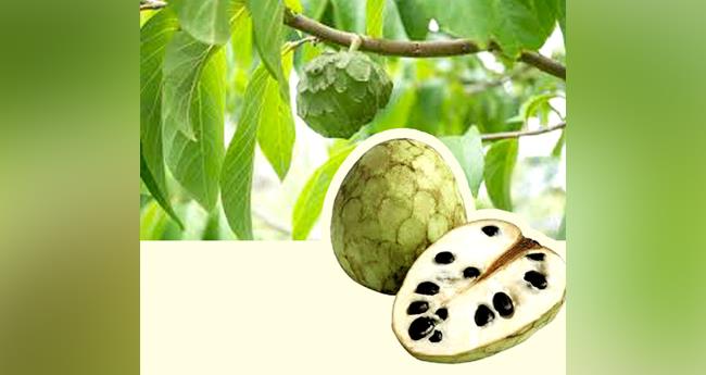 അ​നോ​ന ചെ​റി​മോ​യ