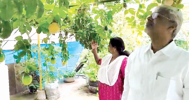 മ​ട്ടു​പ്പാ​വി​ല്‍ കൃ​ഷി​വി​പ്ല​വം തീ​ര്‍​ത്ത് ശ​ശീ​ന്ദ്ര​ന്‍ - സു​മ​തി ദ​മ്പ​തി​ക​ള്‍
