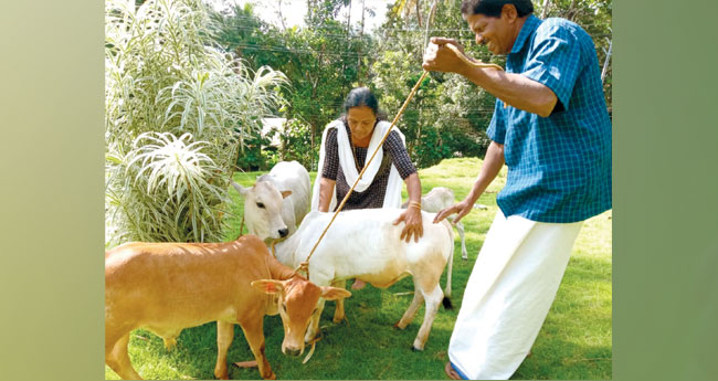 ആ​ടി​ന്‍റെ വ​ലി​പ്പ​മു​ള്ള പ​ശു​ക്ക​ൾ, ഈ ​ദ​ന്പ​തി​ക​ൾ​ക്ക് ച​ങ്കാ​ണ് പു​ങ്കാ​നൂ​ർ