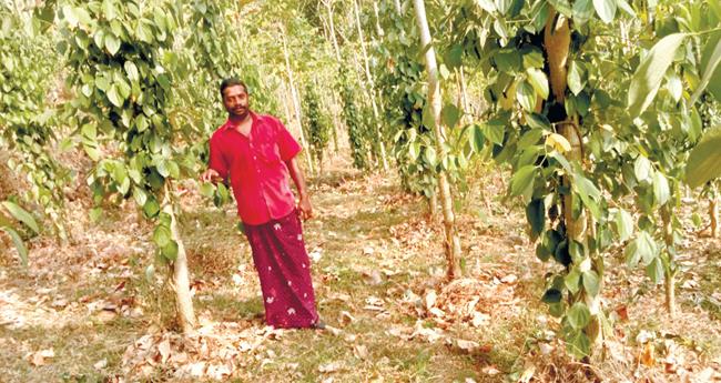 റ​ബ​റി​നു പ​ക​രം കു​രു​മു​ള​കി​ലേ​ക്ക് തി​രി​ഞ്ഞ് ബി​ബി​ൻ