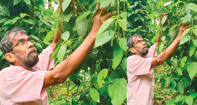 കു​രു​മു​ള​ക് ക​ർ​ഷ​ക​ർ​ക്ക് പ്ര​തീ​ക്ഷ​യാ​യി ചീ​രാം​കു​ഴി ബ്ലാ​ക്ക് ഗോ​ൾ​ഡ്