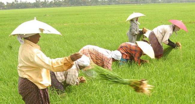 ര​ണ്ടാം കു​ട്ട​നാ​ട് പാ​ക്കേ​ജു​മാ​യി സ​ർ​ക്കാ​ർ; 1000 കോ​ടി അ​നു​വ​ദി​ക്കും