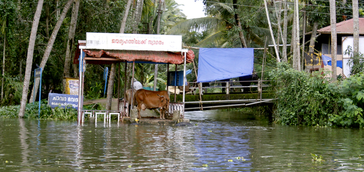 ദു​രി​ത​ക്ക​യ​ത്തി​ൽ മു​ങ്ങി ക്ഷീ​ര​ക​ർ​ഷ​ക​ർ