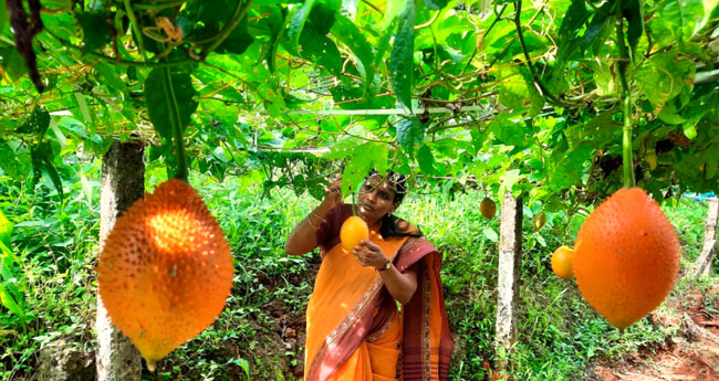 അ​വ​രു​ടെ ഗാ​ക് ഫ്രൂ​ട്ട്  തു​ന്പൂ​രി​ൽ മ​ധു​ര​പ്പാ​വ​ൽ