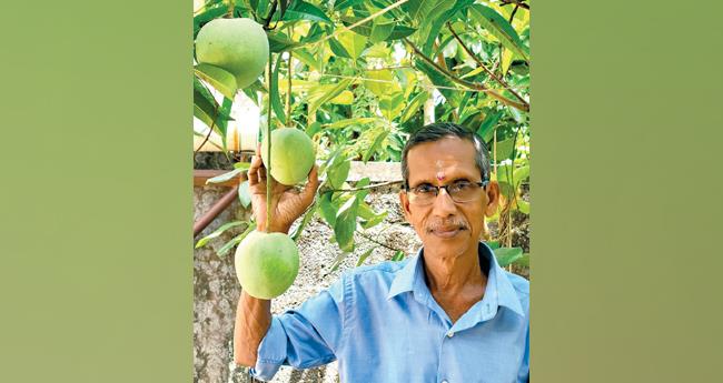 ഒ​രൊ​റ്റ മാ​വി​ൽ 50 ഇ​നം മാ​ങ്ങക​ൾ