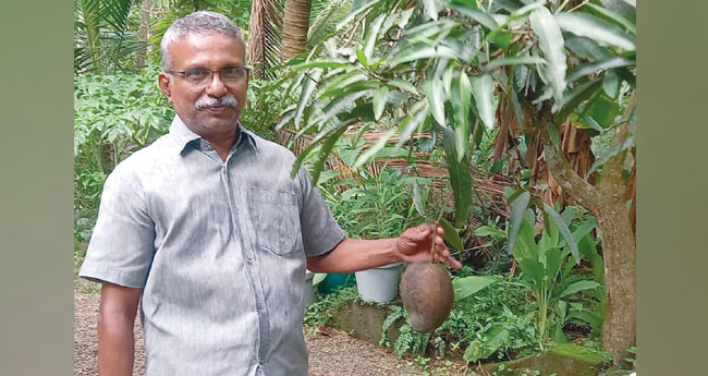 രാ​മ​ച​ന്ദ്ര​ന്‍റെ കൃ​ഷി​യി​ട​ത്തി​ൽ തേ​ങ്ങ​യു​ടെ വ​ലി​പ്പ​മു​ള്ള മാ​ങ്ങ