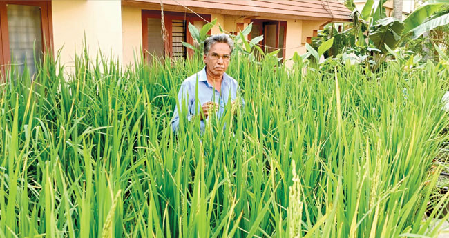 മ‌​ട്ടു​പ്പാ​വ് പാ​ടം കൊ​യ്തു ഓ​ണ​ത്തി​നൊ​രു​ങ്ങി ര​വീ​ന്ദ്ര​ൻ