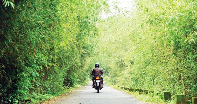 മ​ല​ങ്ക​ര ജ​ലാ​ശ​യ​തീ​ര​ത്ത് ദൃ​ശ്യ​ചാ​രു​ത പ​ക​ർ​ന്ന് മു​ള​ങ്കൂ​ട്ടം