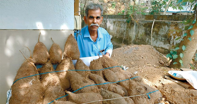 മു​ൾ​ക്കി​ഴ​ങ്ങി​ന് ബം​ബ​ർ വി​ള​വ് ഒ​രു മൂ​ട്ടി​ൽ 125 കി​ലോ