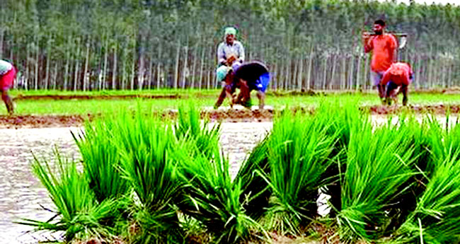 മുണ്ടകന് കളയെടുപ്പും മേൽവളപ്രയോഗവും