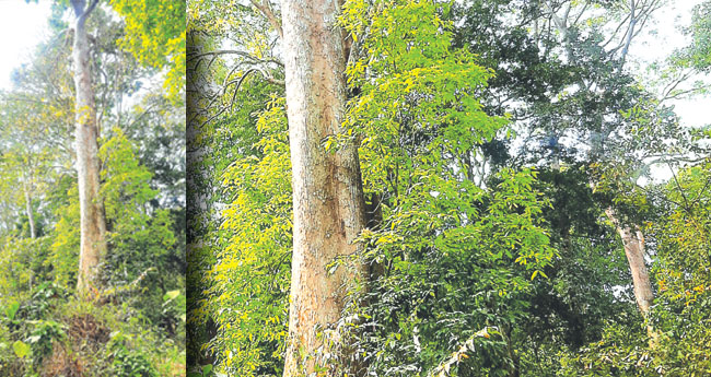 നൂ​റ​ടി​ ഉ​യ​രം, 200 ഇ​ഞ്ച്  വണ്ണം;  ‌അപൂർവ  വൃക്ഷരാജനെ പരിചയപ്പെടാം