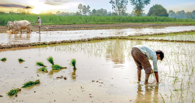 പൊ​ടി​വി​ത​യ്ക്ക് നി​ല​മൊ​രു​ക്കാം ഇ​ഞ്ചി​യും മ​ഞ്ഞ​ളും ന​ടാം