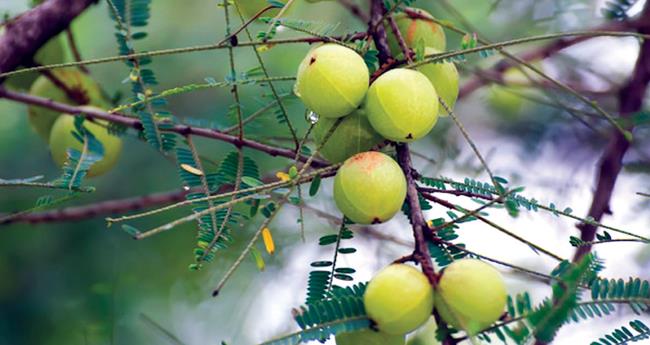 ഭരണി നെല്ലി: ആരോഗ്യവും സൗന്ദര്യവും പ്രദാനം ചെയ്യാൻ കഴിവുള്ള ഒരൗഷധം