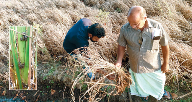 നെ​ല്ലി​ന് ഭീ​ഷ​ണി​യാ​യി ക​രി​ഞ്ചാ​ഴി