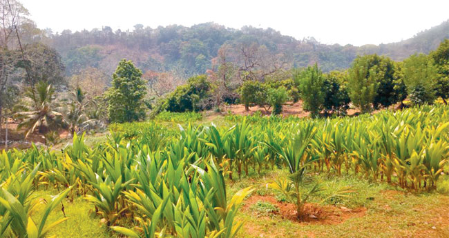 നേ​ര്യ​മം​ഗ​ല​ത്ത് പോ​കാം; ന​ല്ല തെ​ങ്ങി​ൻ തൈ ​വാ​ങ്ങാം