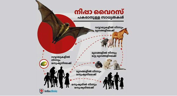 നി​പ്പ വൈ​റ​സി​നു മ​രു​ന്നി​ല്ല; പ്ര​തി​രോ​ധം മാ​ത്രം പോം​വ​ഴി