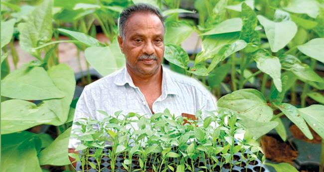 പു​രു​ഷോ​ത്ത​മ​ൻ ഉ​ത്പാ​ദി​പ്പി​ച്ച​ത് കോ​ടി​ക്ക​ണ​ക്കി​ന് പ​ച്ച​ക്ക​റി തെെ​ക​ൾ