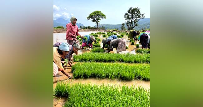 പ​ഴ​മ​യു​ടെ പാ​ര​മ്പ​ര്യം മു​റു​കെ​പ്പി​ടി​ച്ച് പ​ച്ച​പ്പി​ന്‍റെ പ​ര​വ​താ​നി വി​രി​ച്ച് കാ​ര​യൂ​ർ
