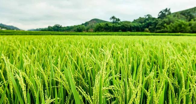 അ​റി​യാം ചി​ല കൃ​ഷി കാ​ര്യ​ങ്ങ​ൾ