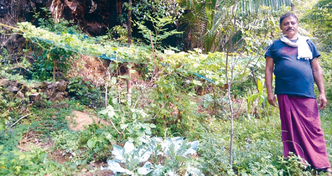 വി​വി​ധ വി​ള​ക​ളു​മാ​യി ക​ണി​യാ​റാ​ത്ത് സ്ക​റി​യാ​ച്ച​ൻ