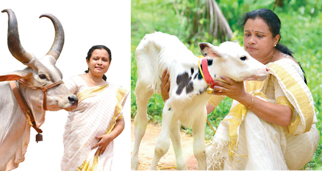 നാ​ട​ൻ പ​ശു ലോ​ക​ത്തി​ൽ ര​ശ്മി വി​ജ​യം
