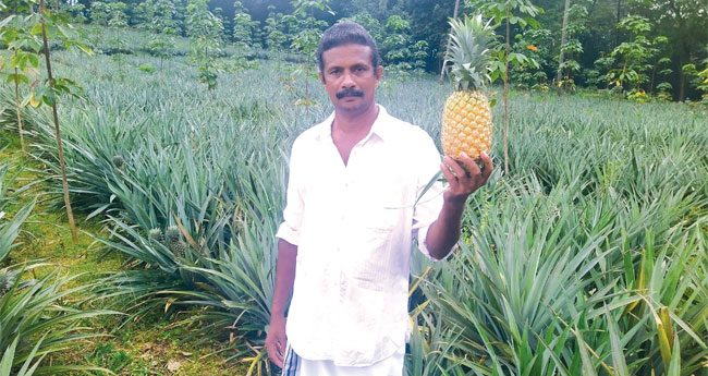ബേബിക്ക് പൈനാപ്പിൾ ജീവിത മധുരം
