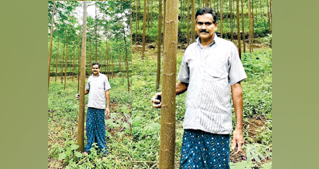 കൂട്ടായ്മയുടെ ഇഴകൾ നെയ്ത് ബെന്നിയുടെ കൃഷിയിടം; പ്ലാവും കടുക്കയും പ്രതീക്ഷ
