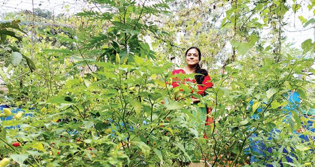 പു​ര​പ്പു​റം നി​റ​യെ പ​ച്ച​ക്ക​റി​ക​ളു​മാ​യി ര​മാ​ദേ​വി​യു​ടെ കാ​ർ​ഷി​ക വി​പ്ല​വം
