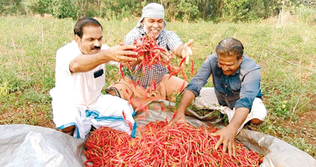 മാ​ങ്ങാ​ട്ടി​ട​ത്ത് ചു​വ​പ്പ് വി​പ്ല​വം