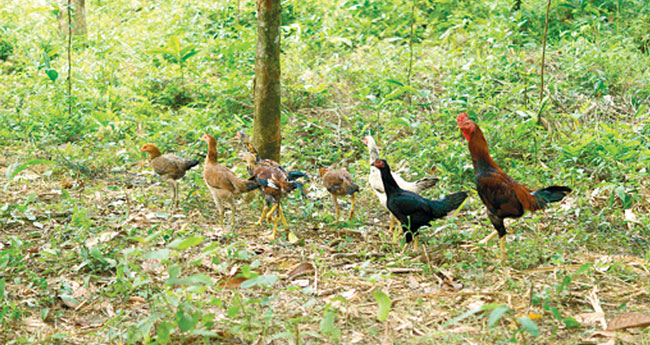 റ​ബ​ർ​തോ​ട്ട​ങ്ങ​ളി​ൽ കോ​ഴി​വ​ള​ർ​ത്തി​യാ​ൽ നേ​ട്ട​ങ്ങ​ൾ പ​ല​ത്