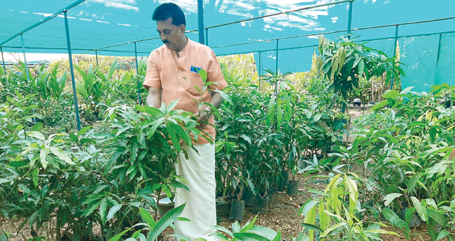 ദേ​വ​മാ​താ റ​ബ​ർ ന​ഴ്സ​റി, ചെ​ടി​ക​ളു​ടെ സൂ​പ്പ​ർ മാ​ർ​ക്ക​റ്റ്