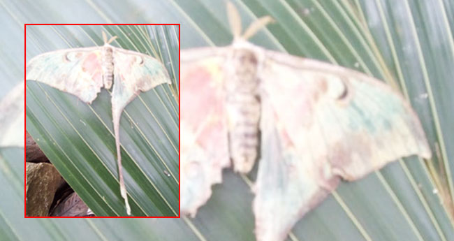 ശ​ല​ഭ രാ​ജാ​വ് "ഒ​റ്റ​വാ​ല​ൻ ശ​ല​ഭം