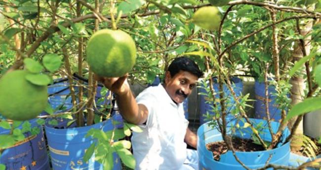 വി​ള​സ​മൃ​ദ്ധം ഷൈ​ജു​വി​ന്‍റെ 800 സ്‌​ക്വ​യ​ര്‍ ഫീ​റ്റ് ടെ​റ​സ്