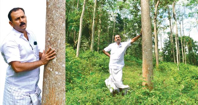 റ​ബ​ർ വി​ട്ട ഷോ​ൺ ജോ​ർ​ജി​ന് കൃ​ഷി കാ​ട്ടു​ക​ടു​ക്ക