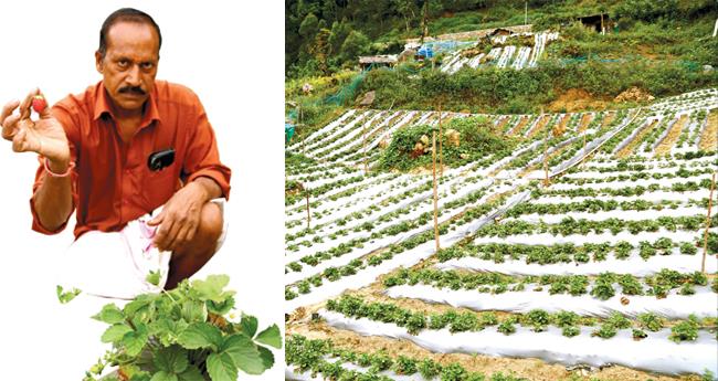 സ​ഞ്ചാ​രി​ക​ളേ ഇ​തി​ലെ, ഇ​തി​ലെ... കാ​ണാം കാ​ന്ത​ല്ലൂ​രി​ലെ സ്ട്രോ​ബെ​റി ഫാ​മു​ക​ൾ