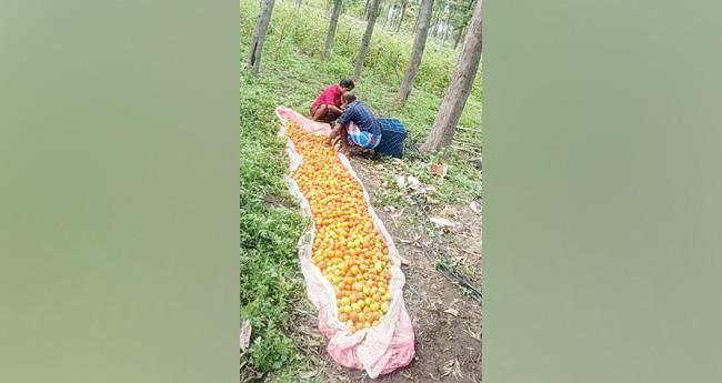 ത​ക്കാ​ളി കൃ​ഷി​യി​ൽ വി​ജ​യം​കൊ​യ്ത് മ​റ​യൂ​രി​ലെ യു​വ​ക​ർ​ഷ​ക​ൻ