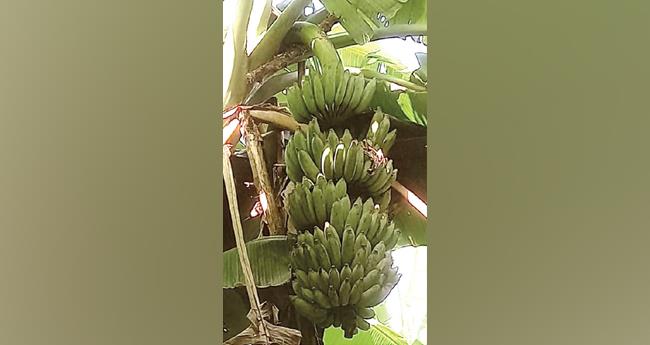 ഉ​ദ​യം വാ​ഴ