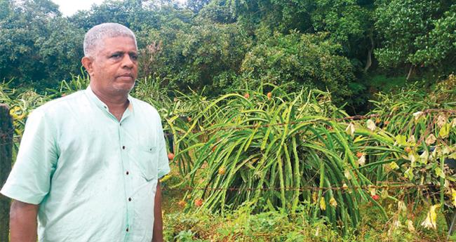 പ​ഴ​സ​മൃ​ദ്ധി​യി​ൽ  വ​ല്ല്യ​ച്ച​ൻ മ​ല