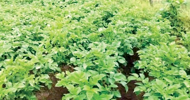 ഓ​ണ​ത്തി​നാ​യി വ​ട്ട​വ​ട ചെ​യ്ത​ത് 1,800 ഏ​ക്ക​ർ പ​ച്ച​ക്ക​റി കൃ​ഷി