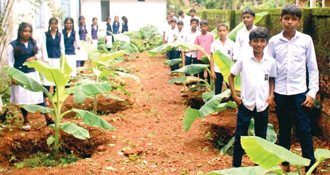 ഈ ​വാ​ഴ​ത്തോ​ട്ടം വേ​റെ ലെ​വ​ലാ...
