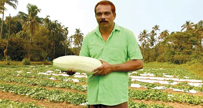 ഇ​തു വെ​റും പൊ​ട്ടു​വെ​ള്ള​രി​യ​ല്ല പൊ​ന്നു​വെ​ള്ള​രി