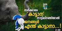 17 വ​ർ​ഷ​ത്തി​നി​ടെ ആ​ന​യെ​ടു​ത്ത​ത് 30 ജീ​വ​നു​ക​ൾ!