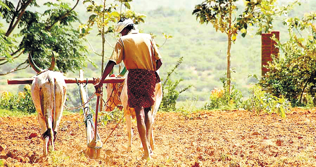 ചെ​ല​വി​ല്ലാ​തെ പൊ​ന്നും​വി​ള