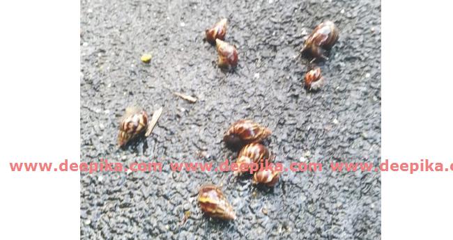 ആ​ഫ്രി​ക്ക​ന്‍ ഒ​ച്ച് പ​ച്ച​ക്ക​റി​ക​ള്‍  തി​ന്നൊ​ടു​ക്കു​ന്നു