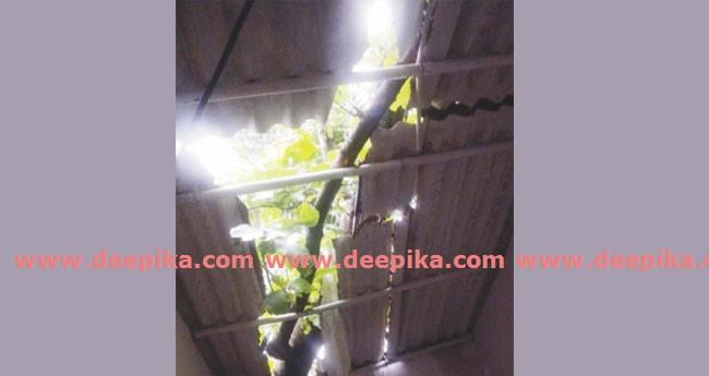 കാറ്റിലും മ​ഴ​യി​ലും  അ​റ​ക്കു​ള​ത്ത് വ്യാ​പ​ക നാ​ശം