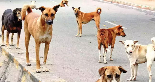 എ​ബി​സി പ​ദ്ധ​തി വ​ൻ പ​രാ​ജ​യ​മെ​ന്ന്